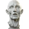 Jean-Antoine Houdon, Enthäuteter Mann, 20. Jh., Gipsabdruck