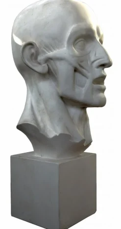 Jean-Antoine Houdon, Enthäuteter Mann, 20. Jh., Gipsabdruck