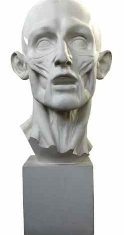 Jean-Antoine Houdon, Enthäuteter Mann, 20. Jh., Gipsabdruck