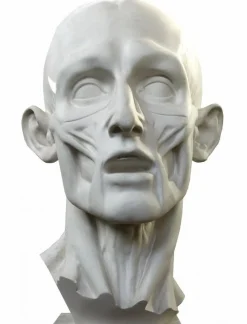 Jean-Antoine Houdon, Enthäuteter Mann, 20. Jh., Gipsabdruck