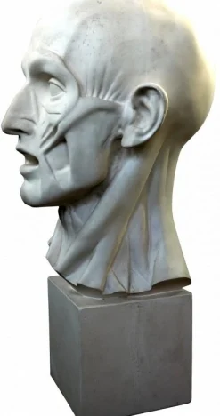 Jean-Antoine Houdon, Enthäuteter Mann, 20. Jh., Gipsabdruck