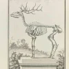 Jean Moitte, Skelett, Radierung, 1771