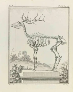 Jean Moitte, Skelett, Radierung, 1771
