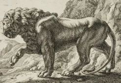 J. Meyer, Pace Lion, 17. Jh., Radierung