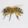 Juris Utans, Bee at Rest III, 2021, Mixed Media und Papier