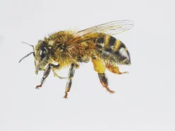 Juris Utans, Bee at Rest III, 2021, Mixed Media und Papier
