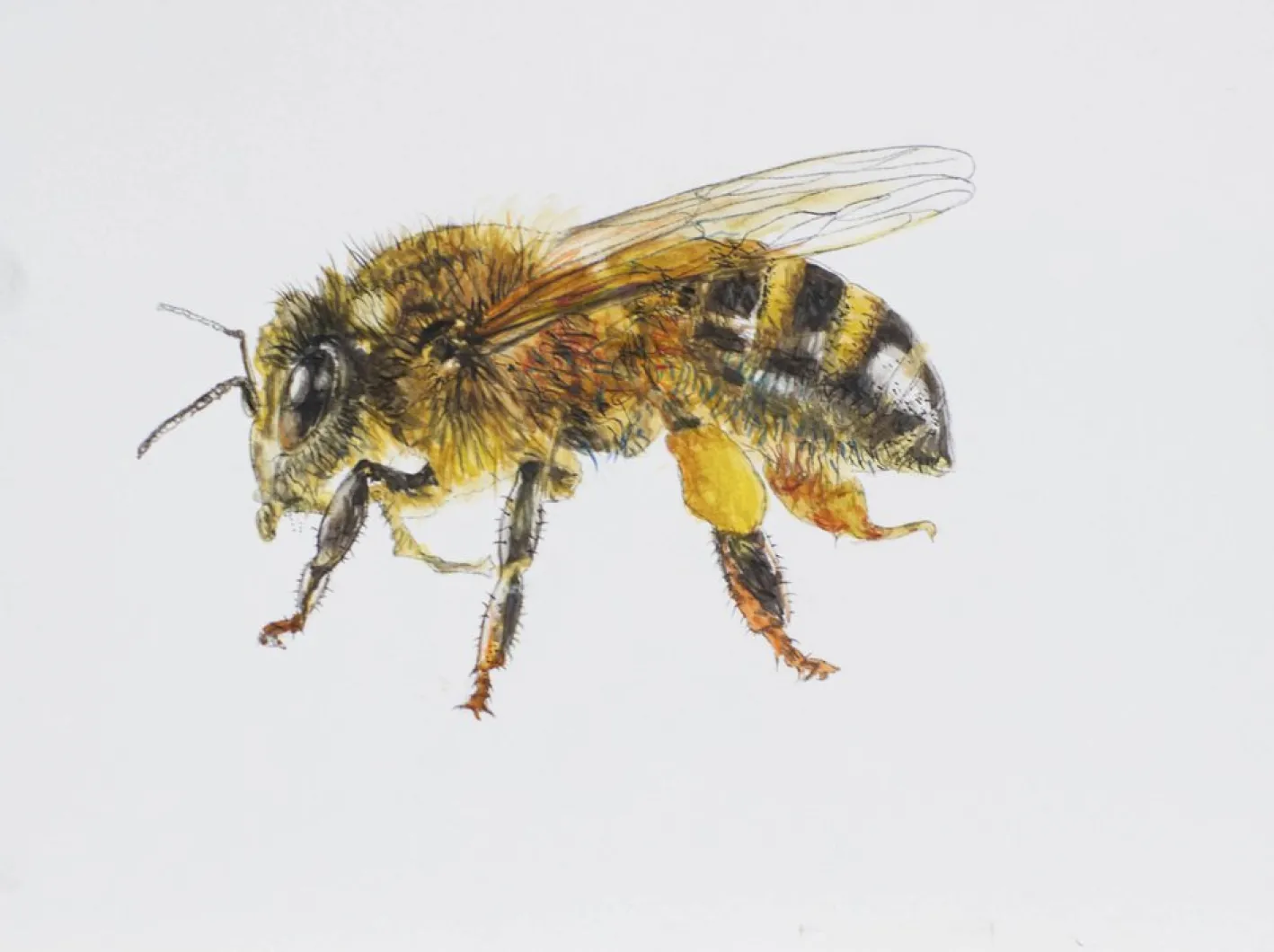Juris Utans, Bee at Rest III, 2021, Mixed Media und Papier