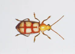 Juris Utans, Gelb-Roter Käfer Vetter, 2021, Mischtechnik und Papier