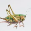 Juris Utans, Grasshopper II, 2021, Mixed Media auf Papier
