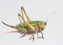 Juris Utans, Grasshopper II, 2021, Mixed Media auf Papier
