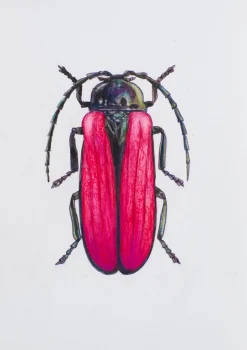 Juris Utans, Purple Beetle, 2021, Mixed Media auf Papier