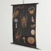 Lehrreiche Spinnen Lehrtafel von Jung, Koch & Quentell für Hagemann, 1960er