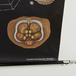 Lehrreiche Spinnen Lehrtafel von Jung, Koch & Quentell für Hagemann, 1960er