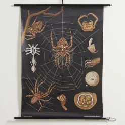 Lehrreiche Spinnen Lehrtafel von Jung, Koch & Quentell für Hagemann, 1960er