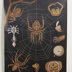 Lehrreiche Spinnen Lehrtafel von Jung, Koch & Quentell für Hagemann, 1960er