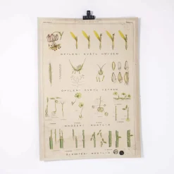 Lehrtafel über Pflanzen, 1920er