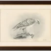 Lilian M. Medland, Grönland Gyrfalcon Bird, 1908, Monochrome Ornithologische Tafel