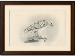Lilian M. Medland, Grönland Gyrfalcon Bird, 1908, Monochrome Ornithologische Tafel