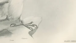 Lilian M. Medland, Grönland Gyrfalcon Bird, 1908, Monochrome Ornithologische Tafel