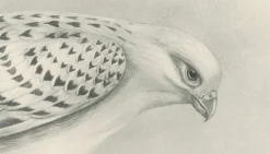 Lilian M. Medland, Grönland Gyrfalcon Bird, 1908, Monochrome Ornithologische Tafel
