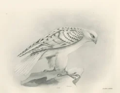 Lilian M. Medland, Grönland Gyrfalcon Bird, 1908, Monochrome Ornithologische Tafel