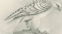 Lilian M. Medland, Grönland Gyrfalcon Bird, 1908, Monochrome Ornithologische Tafel