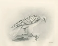 Lilian M. Medland, Grönland Gyrfalcon Bird, 1908, Monochrome Ornithologische Tafel