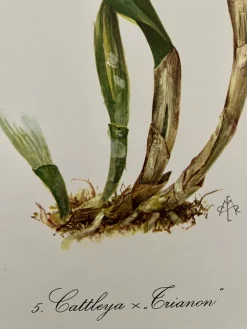 Madeleine Rollinat, Orchidee (Cattleya Trianae), 1960, Aquarell