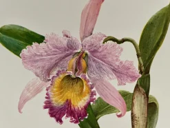 Madeleine Rollinat, Orchidee (Cattleya Trianae), 1960, Aquarell