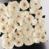 Mix Rose Cornice Set von Vgnewtrend