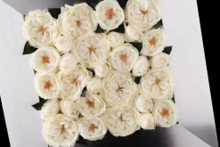Mix Rose Cornice Set von Vgnewtrend