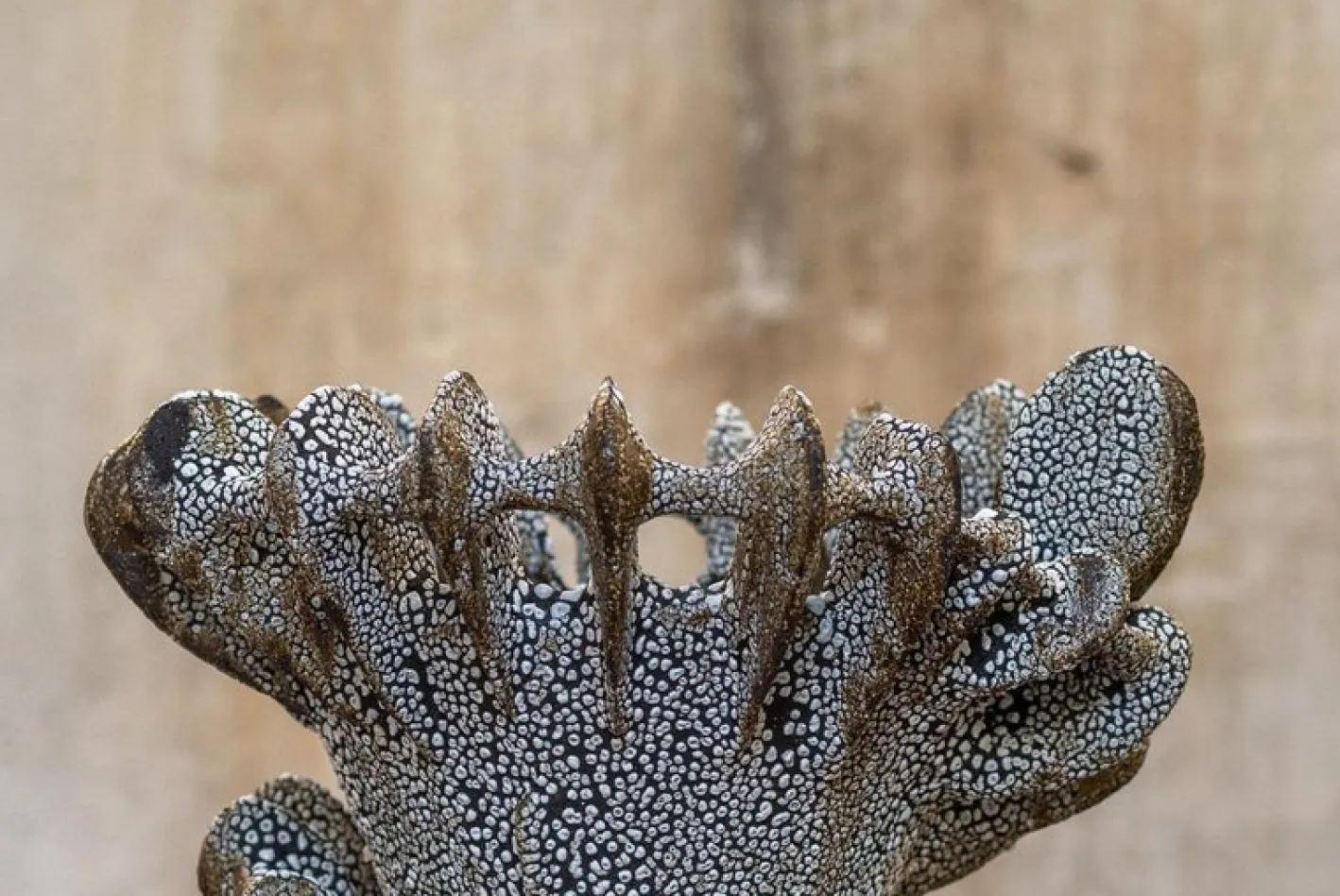 Nautilus Vase aus schwarzem Ton mit Kriechglasur von Kallia Panopoulou