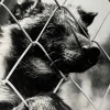 Noriko Saito, ​Japanischer Marderhund, 1980er, Fotodruck, gerahmt