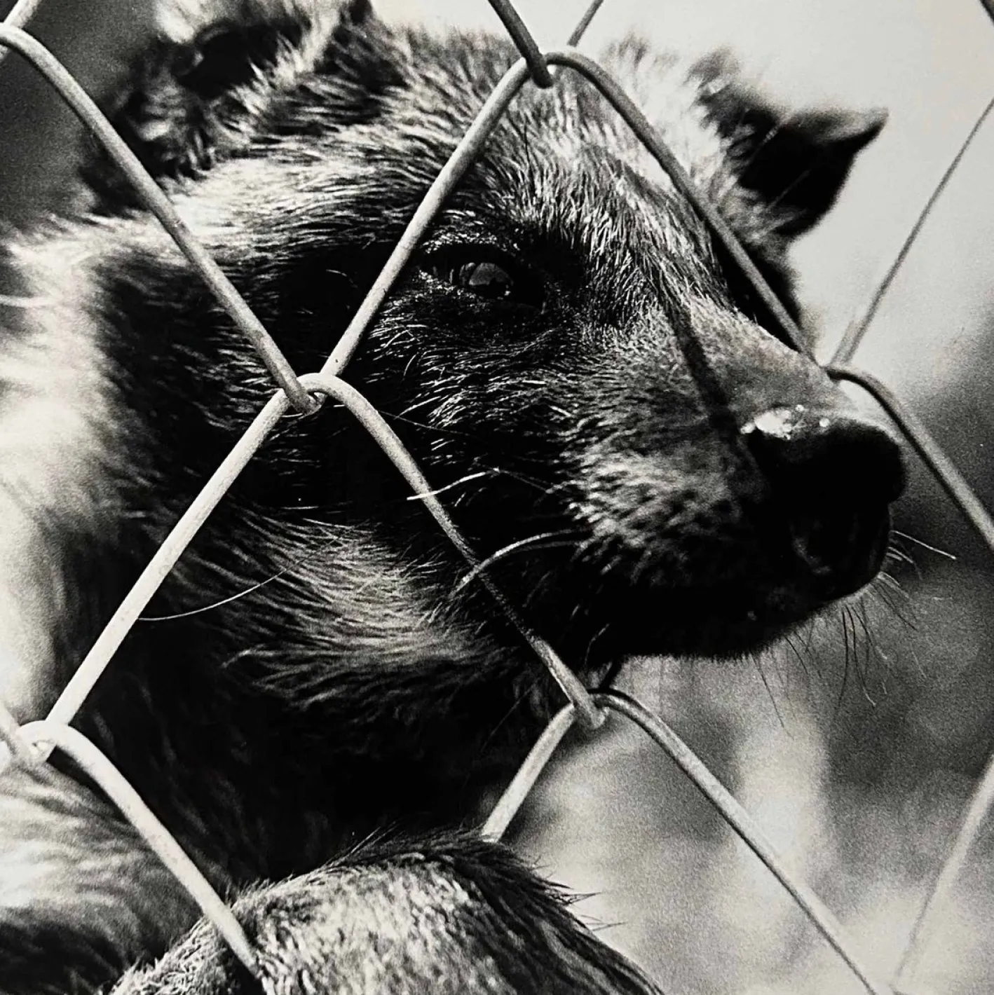 Noriko Saito, Japanischer Marderhund, 1980er, Fotodruck, gerahmt