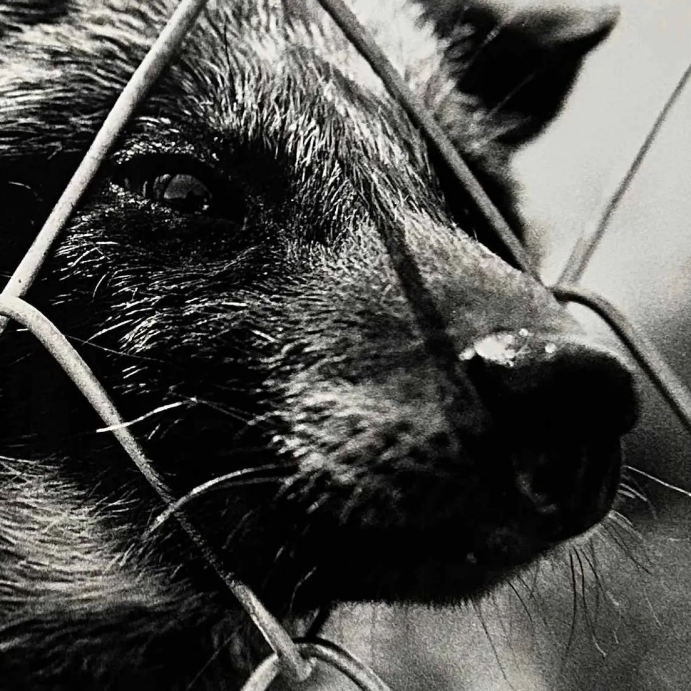 Noriko Saito, Japanischer Marderhund, 1980er, Fotodruck, gerahmt