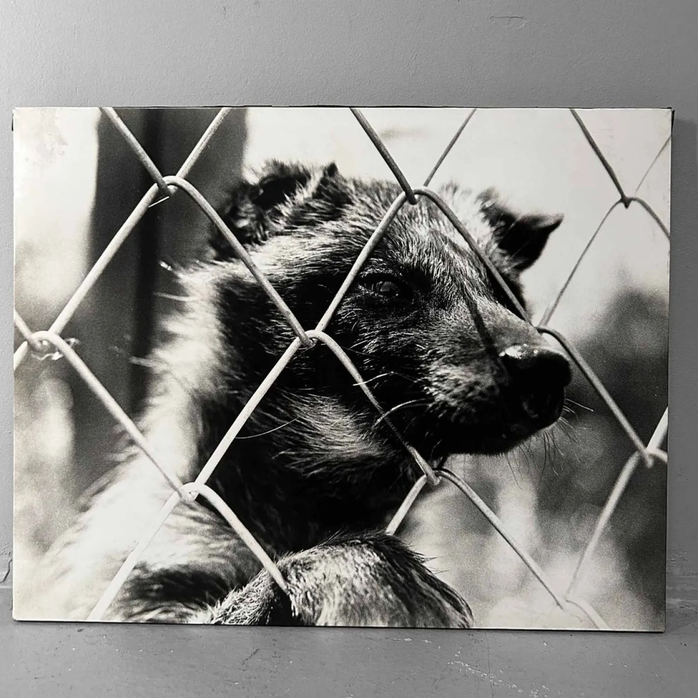 Noriko Saito, Japanischer Marderhund, 1980er, Fotodruck, gerahmt