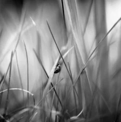 Paul Cooklin, Marienkäfer, Fotografie