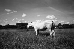 Paul Cooklin, White Horse, Silbergelatine-Fotografie, limitierte Auflage von 10