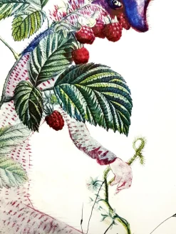 Salvador Dali - Raspberry - Original Hand-Signed Lithograph 1969