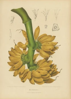 Sheep van Nooten, Bananen Botanik, 1880, Chromolithograph