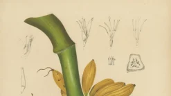 Sheep van Nooten, Bananen Botanik, 1880, Chromolithograph