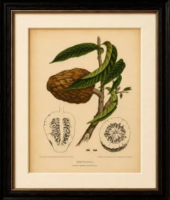 Sheep van Nooten, Bullock's Heart Botanik, 1880, Chromolithograph