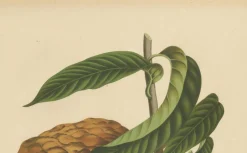 Sheep van Nooten, Bullock's Heart Botanik, 1880, Chromolithograph