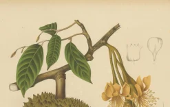 Sheep van Nooten, Durian Botanik, 1880, Chromolithograph