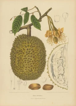 Sheep van Nooten, Durian Botanik, 1880, Chromolithograph