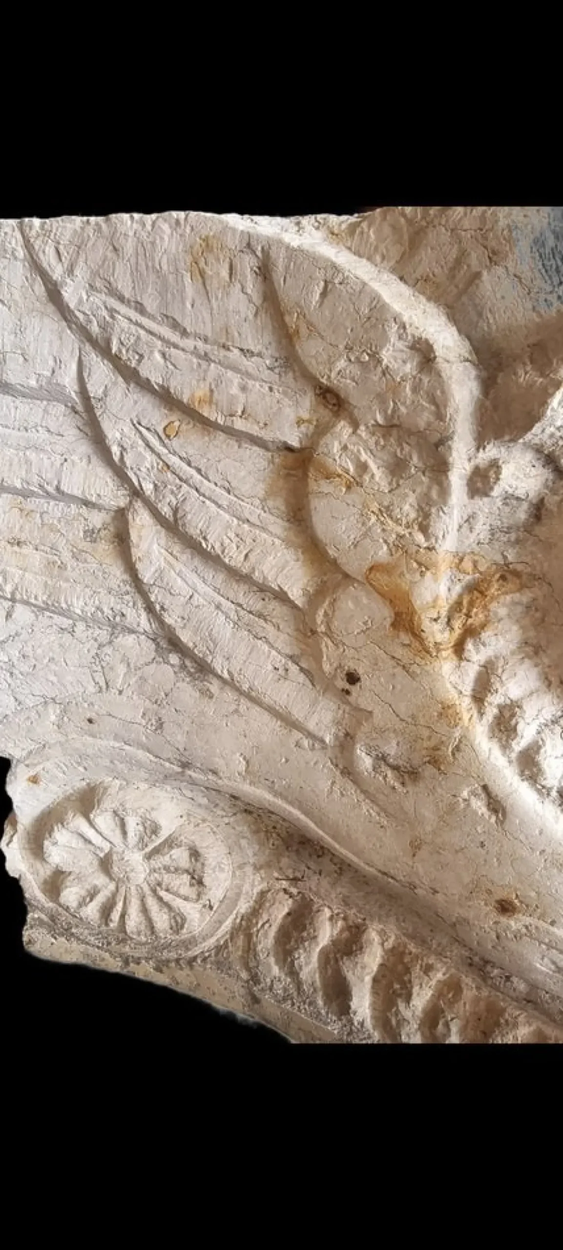 Steinsockel in Form eines geflügelten Löwen, 1500er