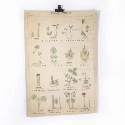 Tschechische Lehrtafel über Blumen, 1920