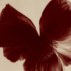 Ugne Pouwell, Poppy Bird, Farbfotografie, signierte Edition von 10