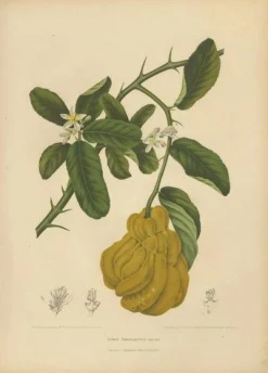 Unknown, Botanical of Buddha's Hand Citron, 1880, Chromolithograph