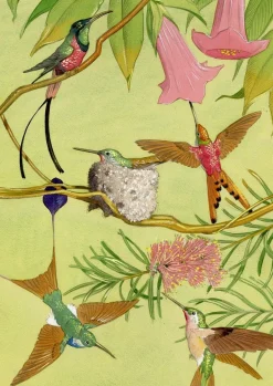 William Neave Parker, Kolibris Illustration, 1950er, Gouache